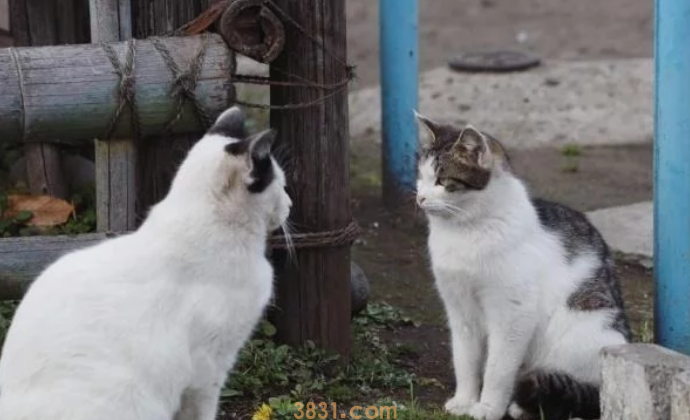 流浪猫的生活虽然不易,但是投喂需谨慎,爱心泛滥有时候不是好事(图2)