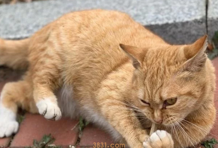 流浪猫的生活虽然不易,但是投喂需谨慎,爱心泛滥有时候不是好事(图3)