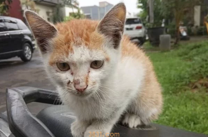 流浪猫的生活虽然不易,但是投喂需谨慎,爱心泛滥有时候不是好事(图4)
