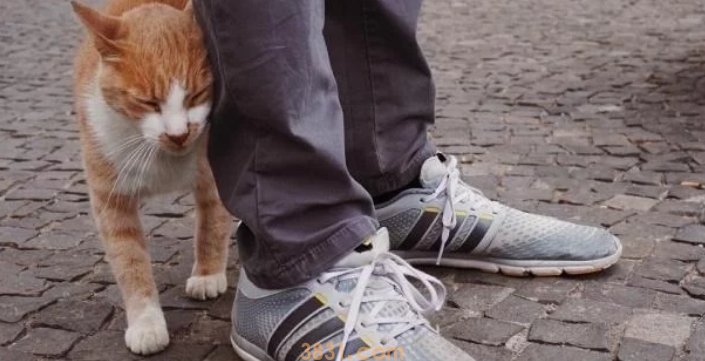 流浪猫的生活虽然不易,但是投喂需谨慎,爱心泛滥有时候不是好事(图5)