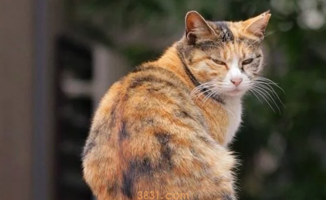 流浪猫的生活虽然不易,但是投喂需谨慎,爱心泛滥有时候不是好事(图6)