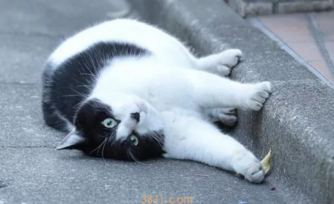 流浪猫的生活虽然不易,但是投喂需谨慎,爱心泛滥有时候不是好事(图7)