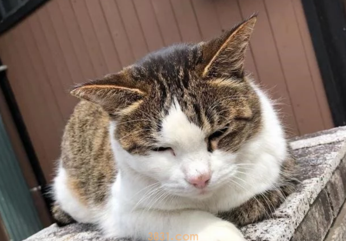 流浪猫的生活虽然不易,但是投喂需谨慎,爱心泛滥有时候不是好事(图8)