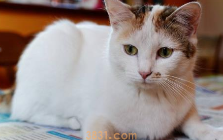 猫咪也会拆家?宠主要收好这3样东西,小心喵星人蠢蠢欲动(图1)