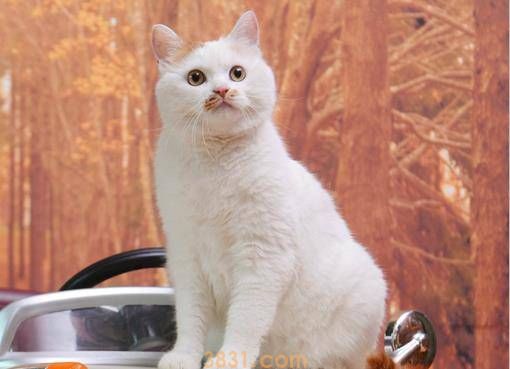 猫咪也会拆家?宠主要收好这3样东西,小心喵星人蠢蠢欲动(图2)