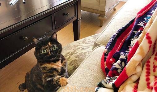 猫咪也会拆家?宠主要收好这3样东西,小心喵星人蠢蠢欲动(图3)