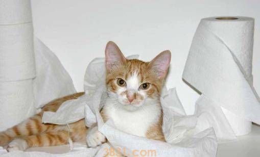 猫咪也会拆家?宠主要收好这3样东西,小心喵星人蠢蠢欲动(图4)