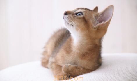 阿比西尼亚猫多少钱阿比西尼亚猫价格(图1)