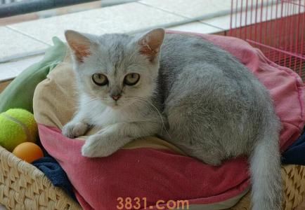 波米拉猫我看纯不纯波米拉猫特征(图1)