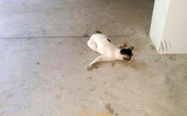 一直喂的小猫突然消失,被发现时奄奄一息,罪魁祸首竟是熊孩子(图3)