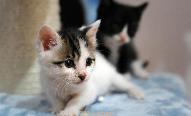 一直喂的小猫突然消失,被发现时奄奄一息,罪魁祸首竟是熊孩子(图2)