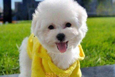 狗狗感冒要几天才能好(图1)