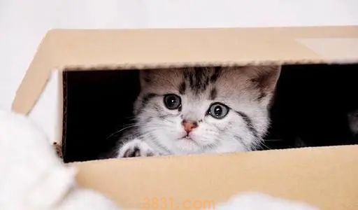 猫咪与男子颇为投缘,4年来结伴四处旅行,如今头戴头盔再次走红(图1)