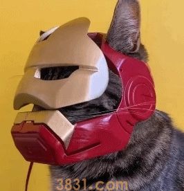 猫咪与男子颇为投缘,4年来结伴四处旅行,如今头戴头盔再次走红(图2)