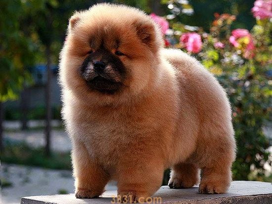 松狮犬多少钱一只 纯种松狮犬价格介绍(图2)