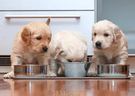 刚断奶的小狗可以吃火腿肠吗(图1)