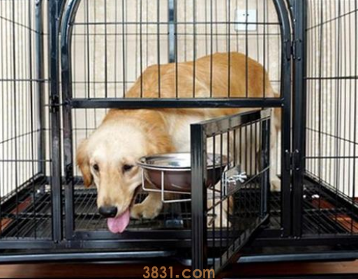 小狗放在笼子里一直叫怎么办(图1)