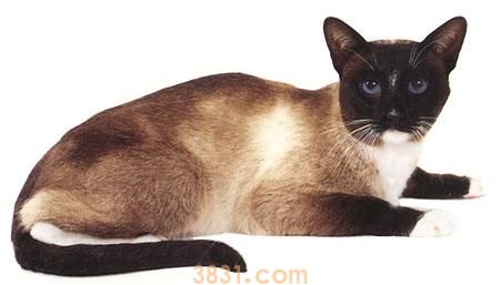 雪鞋猫多少钱雪鞋猫价格可以介绍(图1)