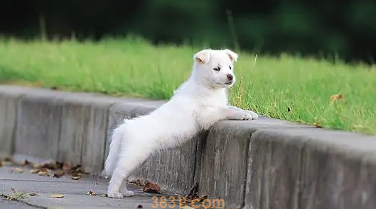 两个月的狗狗怎么训练上厕所(图1)