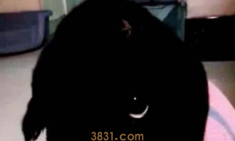 周末去朋友家撸猫,进门看到一坨黑黑的东西,走近一看哭笑不得(图1)