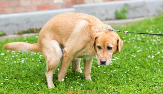 40多天的小狗拉稀是什么原因造成的(图1)