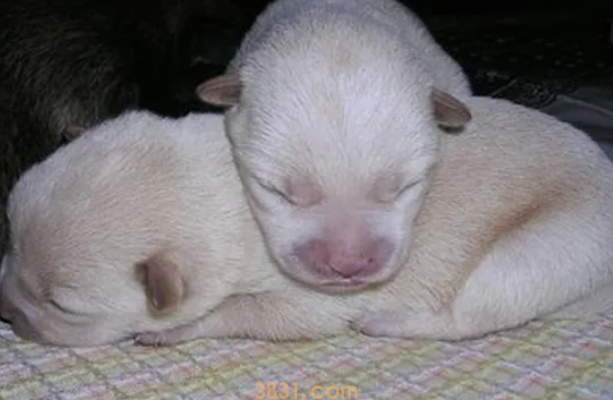 没睁眼的小狗可以喝纯牛奶吗(图1)