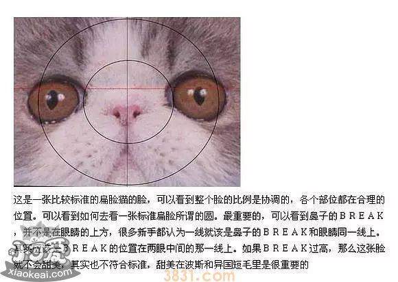 加菲猫能不能看眼鼻一线加菲猫可以确定方法(图1)