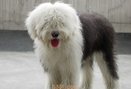 古牧犬多少钱一只 英国古代牧羊犬价格(图1)