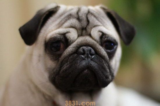 巴哥犬多少钱一只 3k到1w2左右(图1)