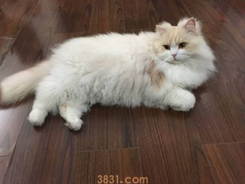 英国长毛猫价格多少钱英国长毛猫价格(图1)