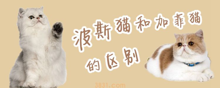波斯猫和加菲猫的区别有哪些(图1)