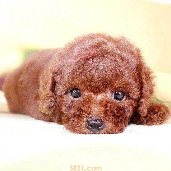 泰迪和贵宾有什么区别 贵宾犬和泰迪的区别(图1)