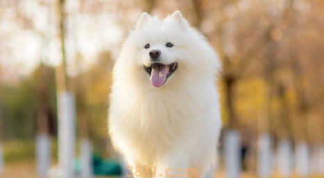 狗拉肚子用什么药见效快(图1)