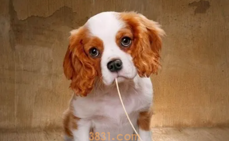 狗半夜一直叫唤为什么(图1)