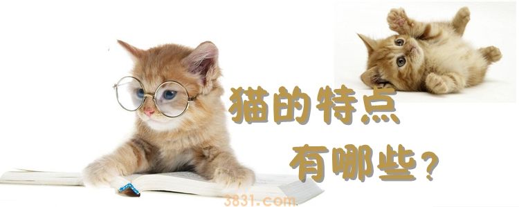 猫的特点有哪些地方聪明独立性有个性(图1)