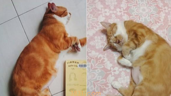 收养橘猫5年,怕90岁老人反对不敢带回家,结果大家纷纷变猫奴(图2)
