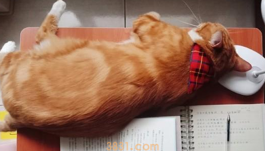 收养橘猫5年,怕90岁老人反对不敢带回家,结果大家纷纷变猫奴(图3)