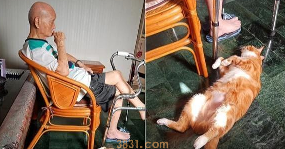收养橘猫5年,怕90岁老人反对不敢带回家,结果大家纷纷变猫奴(图5)