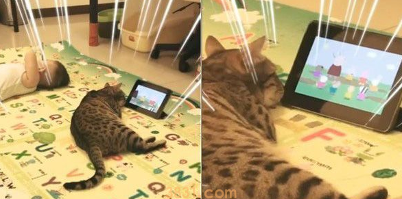 代班看电视的保姆猫 温柔陪伴弟弟超窝心!(图1)