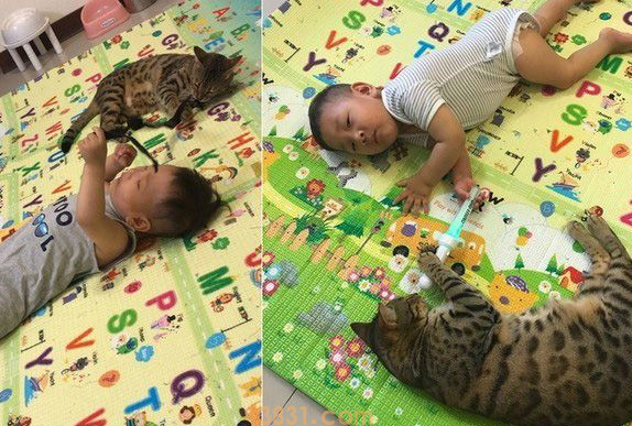 代班看电视的保姆猫 温柔陪伴弟弟超窝心!(图2)