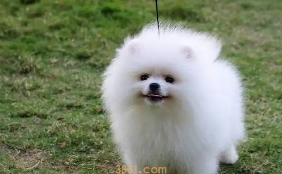 楼房最适合养的狗排名(图1)