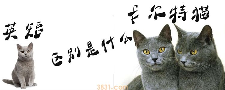 卡尔特猫和英短的区别是什么(图1)
