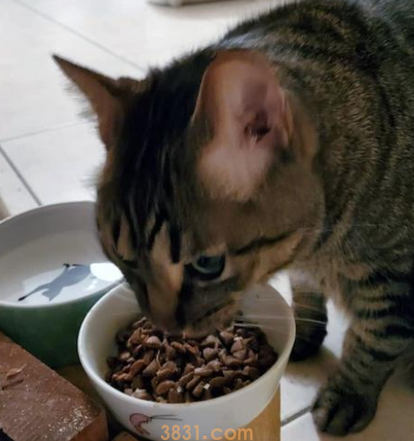 武汉同事冒险帮忙喂猫,猫咪走失后,反遭主人发帖吐槽!(图2)