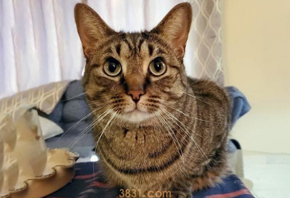 武汉同事冒险帮忙喂猫,猫咪走失后,反遭主人发帖吐槽!(图4)