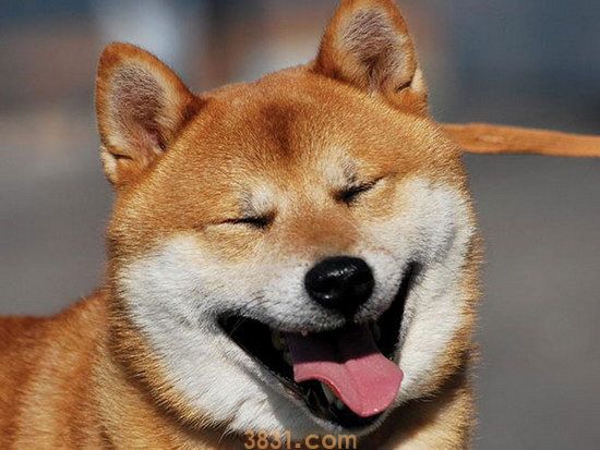 柴犬好养吗?听话吗?柴犬好不好养?(图1)