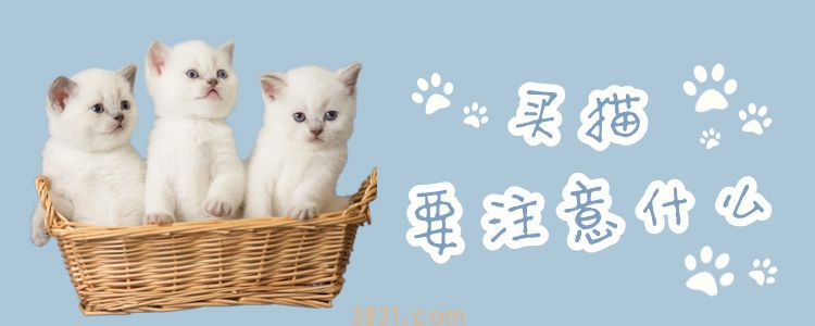 买猫要注意一点什么东西(图1)