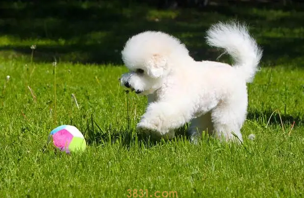 比熊犬怎么训练上厕所(图1)