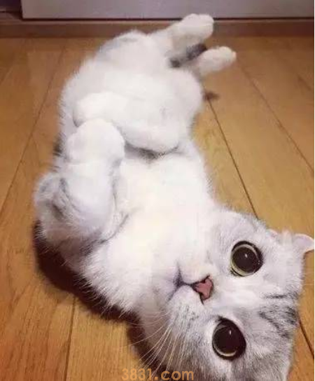 小奶猫睡着还不忘吸奶,舌头根本闲不下来,主人看后心都萌化了(图1)