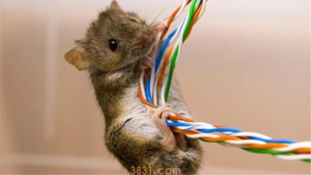 英、美养猫治航母鼠患失败,我国“笨办法”治标又治本(图2)