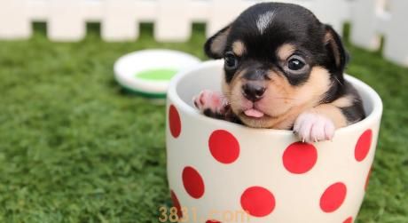 1至3个月小狗吃什么(图1)